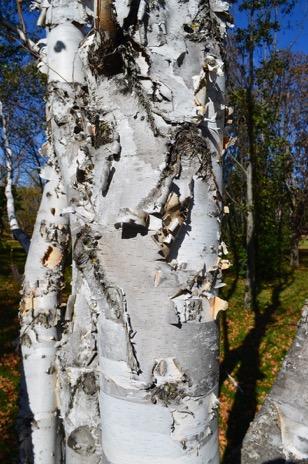 The purple leaf cultivars are selections or hybrids with European white birch. Many Asian species are also very susceptible to BBB.