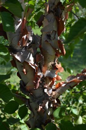 Birch, Betula davurica - Also