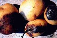 Tuber Symptoms Tubers get infected through the stolon or contaminated in the
