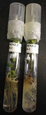Are tissue culture plantlets a