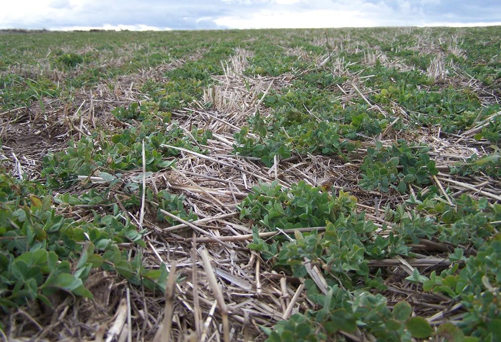 EM 8999-E Novemb er 2009 Agronomic Guidelines for Flexible Cropping Systems in Dryland Areas of Oregon Larry K. Lutcher, Donald J. Wysocki, Mary K. Corp, and Donald A.