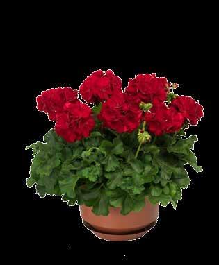 Temprano Bright Red For semi-double flowers, is the
