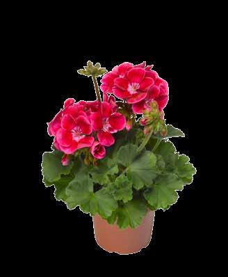 Deep Rose with Eye Pot size 10,5-14 / hanging basket