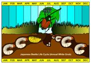 Japanese beetle grubs feed actively during two periods: late April-early June and late Augearly Oct and do best when the soil temperature is at least 68 degrees.
