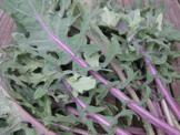 Red Russian Kale Red Giant
