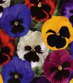 Pansies and