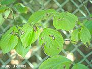 It is essential that young trees receive adequate water during establishment. Diseases Dogwood sawfly larva The dogwood sawfly is an occasional pest of dogwood.