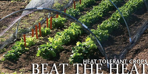 Some heat-tolerant vegetables are already