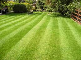 lawn. -Plant grasses that need little N