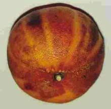 ZEBRA SKIN CAUSE Damage to highly turgid mandarin rind by mechanical abrasion. Reddish/brown stripes of the rind associated with the segments.