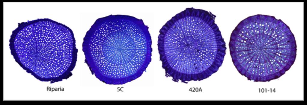 Figure 18. Root cortex area: root total area ratio per rootstock by treatment. Figure 19. Root cross sections, drought and watered treatments of each cultivar.