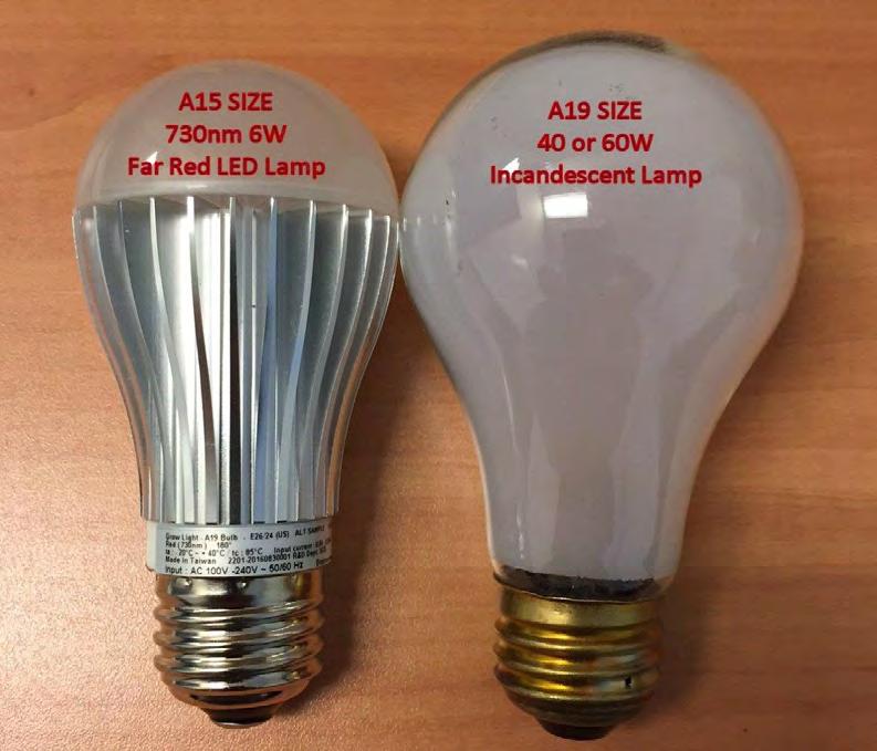 Supplementary Lamps for Far Red Existing Chambers Historically Incandescent Tungsten, and now slightly more efficient Halogen lamps Traditional filament lamps are becoming obsolete and hard to find.