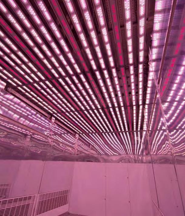 LED Wide Spectrum Primary Lighting plus Independent 730nm Far Red supplementary Lighting LED sources are a maturing form of producing light efficiently for plant growth, but evolution is rapid.