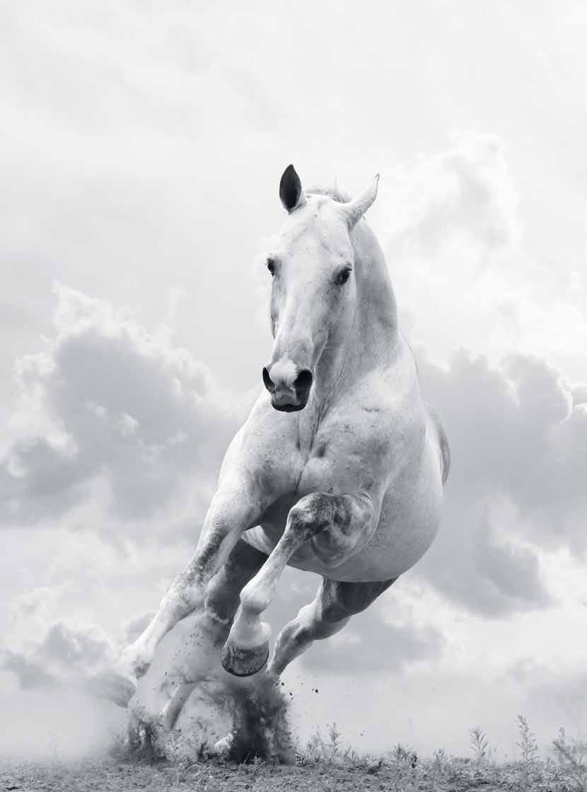 Inspired by the power of the nature Mustang Gray Mustang horses symbolize the power of nature and victory.