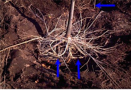 Several escaped and proliferated in the well aerated soil at the soil surface Roots are deflected (bottom 2 arrows) by the