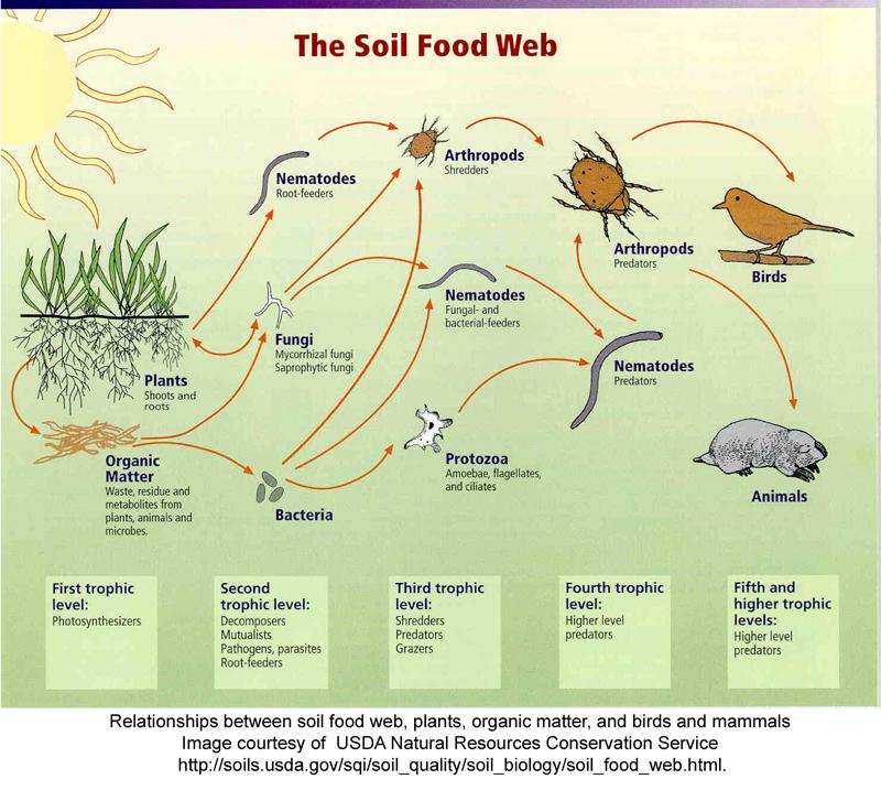 Or remediate compacted soil using life in the soil Feed the soil food