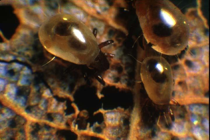 These microshredders-mites, skeletonize plant