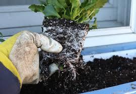 Some planting tips- It is a good idea to water the plant