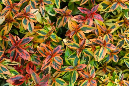 Abelia This hardy evergreen shrub has long-blooming white flowers and