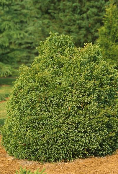 small form of Cryptomeria that can be used as a shrub.
