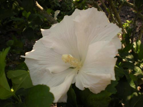 2 d Hibiscus syriacus Blue Bird Blue Bird Rose of Sharon A shrub with showy, blue flowers and
