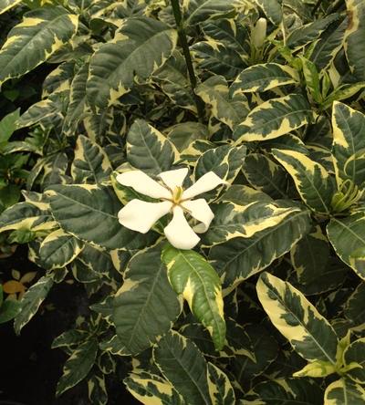 fragrant white flowers. This works well in plantings where a smaller size is desired.