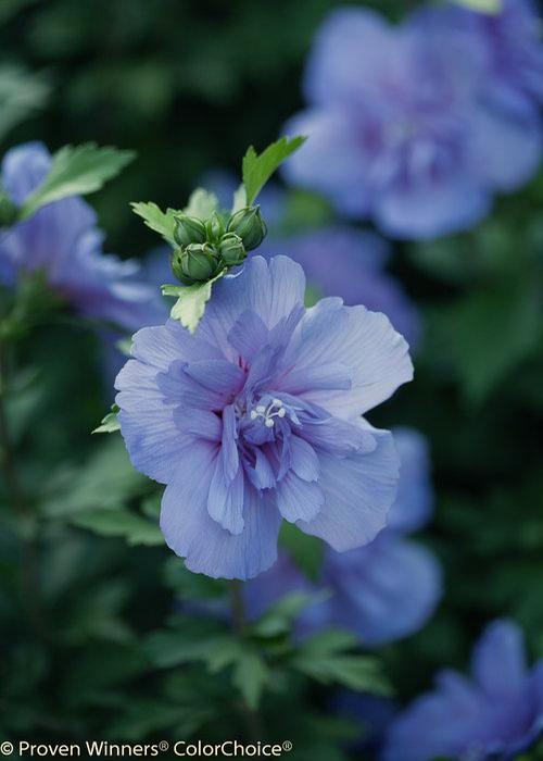 Aphrodite Rose of Sharon A tall shrub with long-blooming ruffled flowers.