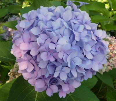 Dreaming Hydrangea A hydrangea that provides different colored flowers on just one plant