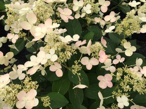 d x Hydrangea paniculata Quick Fire Quick Fire Hydrangea An early flowering hydrangea with loads of flowers all