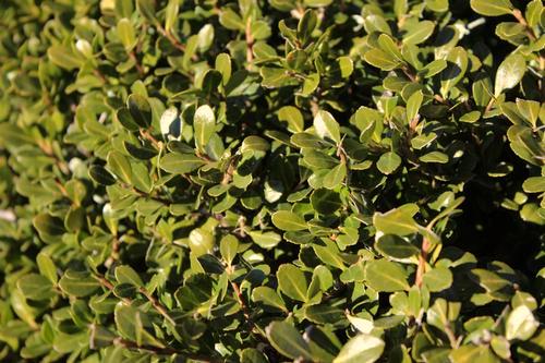Holly Tough, tall evergreen ideal for the shrub border or as hedge.