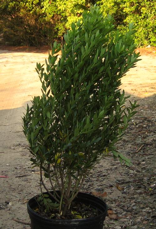 Ilex glabra Compacta Compact Inkberry Needs pollinator for female flowers to
