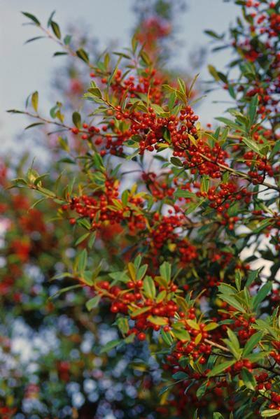 Bruner Savannah Holly Large upright shrub or tree ideal for creating a screen or