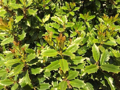 Ilex x Oakland Illicium parviflorum Oakland Holly This holly has both male and
