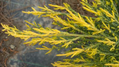 Mature Height: 10-12 ft a / e = 8 2 x Juniperus chinensis Gold Lace Jasminum