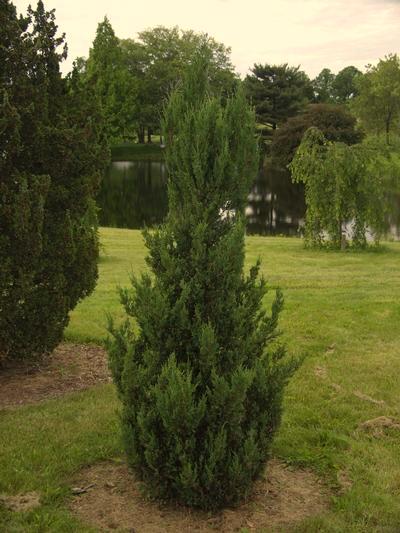 Juniper This easy-to-grow shrub is stately used in mass or all by itself in the