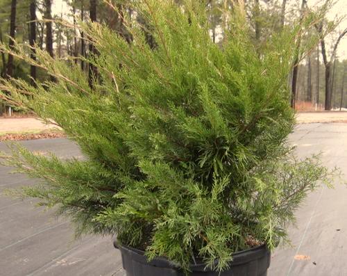 Juniperus chinensis Sea Green Sea Green Juniper This easy-to-grow shrub looks