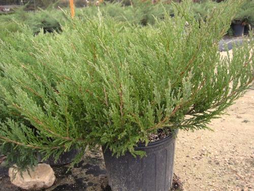 Youngstown Juniperus procumbens Nana Really nice ground cover or looks great