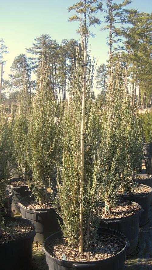 Juniper Low-growing shrub  Mature Height: 18-24 in a % / e { 3 8 Spiny Greek