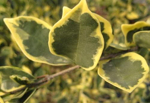 Mature Spread: 8-15 ft a % e = - 8 2 Leucothoe populifolia Florida