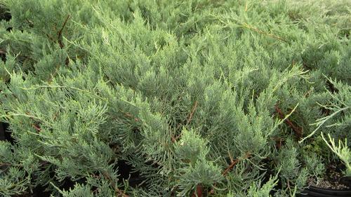 2 x Juniperus virginiana Brodie Juniperus virginiana Burkii Brodie Red