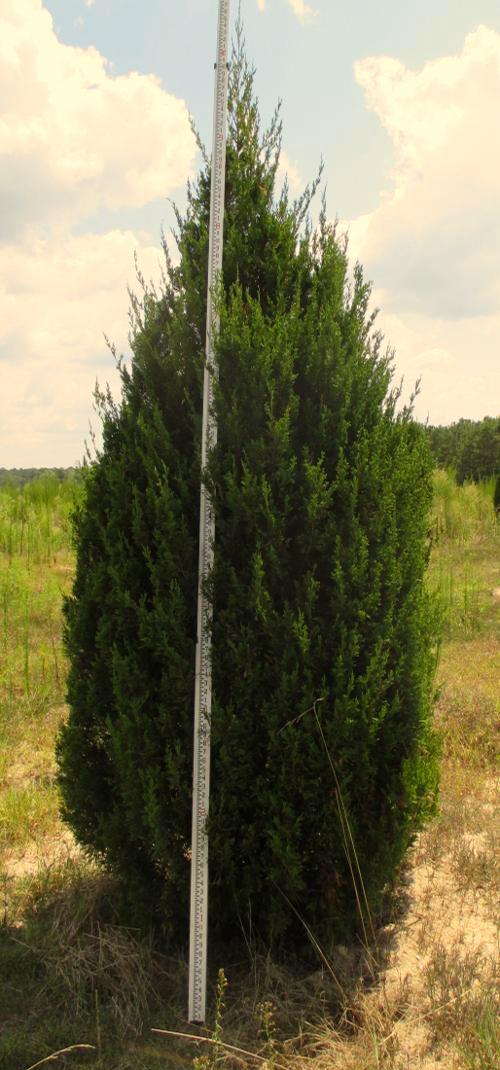 Mature Height: 15-25 ft a % e = - 8 2 Burkii Red Cedar Juniperus