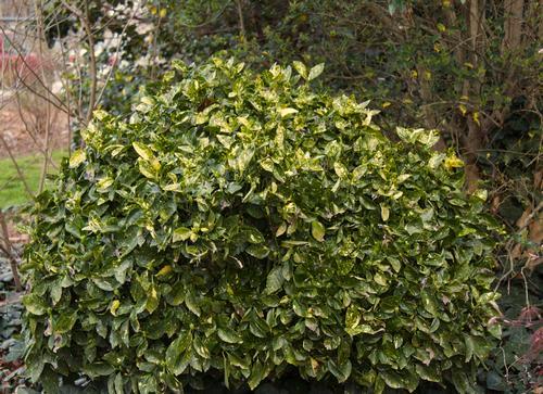 Gold Dust Aucuba Dark green foliage speckled with yellow varigation can be used to brighten any