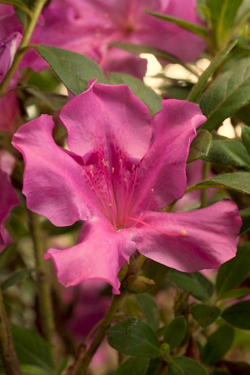 blooms. Autumn Royalty was voted Azalea of the Year by the American Rhododendron Society.