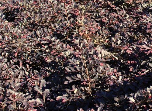 Ruby Loropetalum Brings color to the landscape all  Mature Height: 4-6 ft a