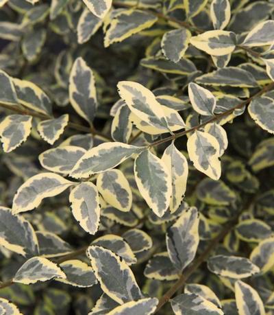 Mature Height: 4-6 ft % / 0 8 * + x Variegated Privet Adds form,
