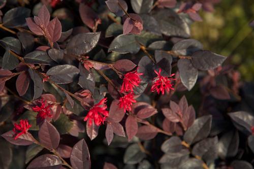 Spread: 6-6 ft Hardiness Zone: a 2 y Loropetalum chinense Ruby This midsized