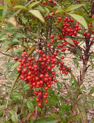 / e = 2 Flirt Nandina The foliage will be different shades of red most of