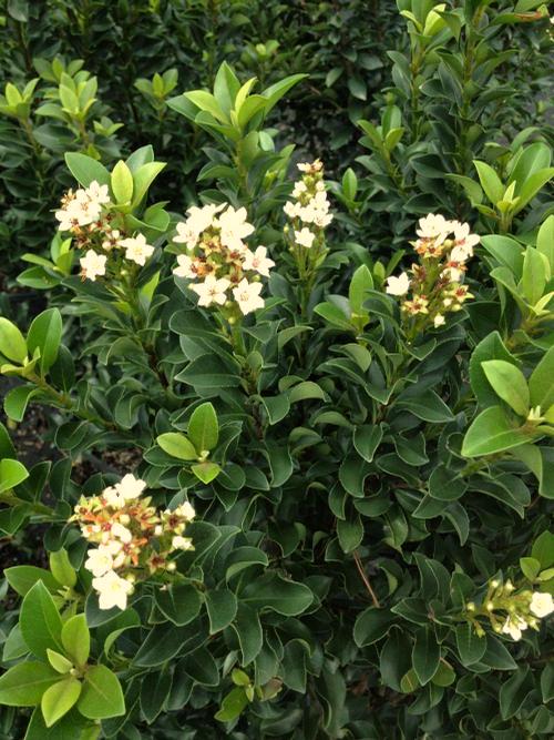 Hardiness Zone: 8-11 a % k / = 8 2 Schipka Cherry Laurel Attractive shrub or small tree perfect