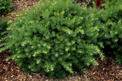 gymnanthera LeAnn Spiraea prunifolia Shirobana Spirea Easy to grow shrub