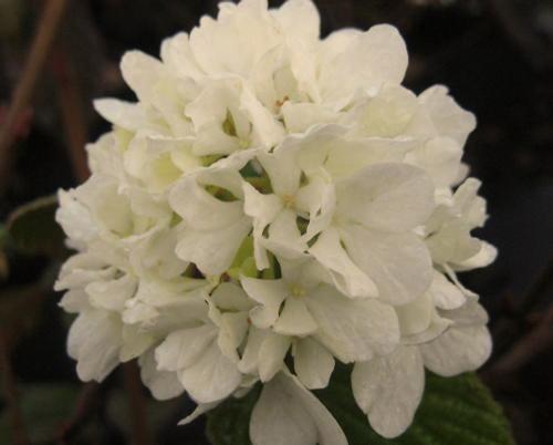 rhytidophylloides Alleghany Japanese Snowball A shrub that appreciates being